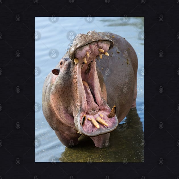 Hippo's Open Mouth by yairkarelic